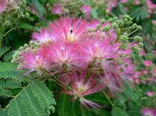 Albizia Julibrisin