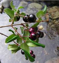 Luma apiculata