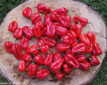 Habanero Red