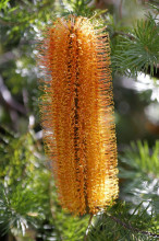 Banksia ericifolia var. ericifolia