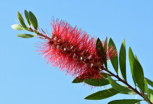 Callistemon citrinus - Štětkovec citrónový