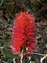 Callistemon phoeniceus - Štětkovec