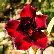 Adenium obesum 'black swan'