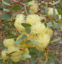 Eucalyptus crucis