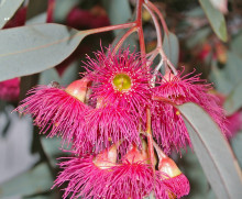 Eucalyptus sideroxylon Fawcett's Pink