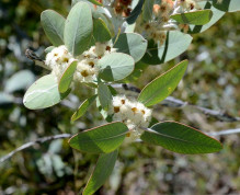 Eucalyptus pleurocarpa