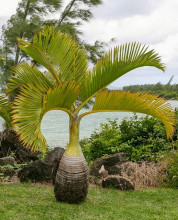 Hyophorbe lagenicaulis - Lahvová palma