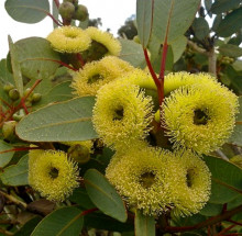 Eucalyptus preissiana