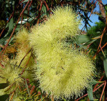 Eucalyptus macrandra