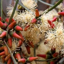 Eucalyptus spathulata