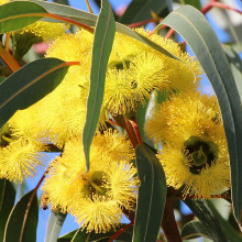 Eucalyptus stricklandii