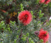 Kunzea baxteri