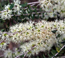 Melaleuca acuminata