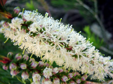 Melaleuca armillaris