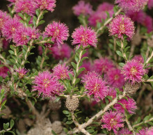 Melaleuca spathulata