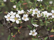 Leptospermum brevipes