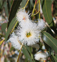 Eucalyptus globulus nana