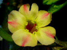 Adenium obesum 'silk of yellow'