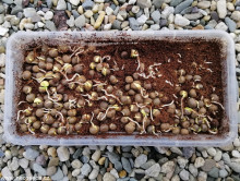 Čajovník čínský