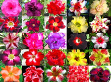 Adenium obesum - mix semen