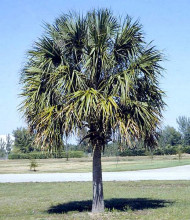 Palma Sabal palmetto