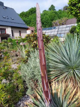 Agave utahensis var. kaibabensis