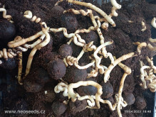 Naklíčená semena Bismarckia nobilis Naklíčená semena Bismarckia nobilis