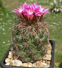 Coryphantha pseudoechinus