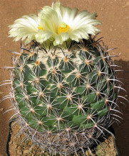 Coryphantha pycnacantha