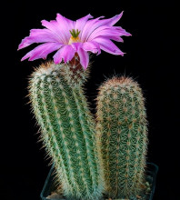  Echinocereus sciurus v. floresii L 71