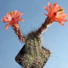 Echinocereus scheeri