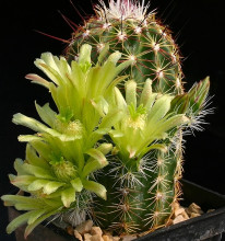 Echinocereus viridiflorus