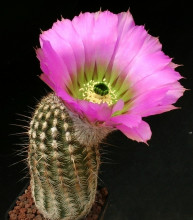 Echinocereus armatus PP 22