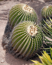 Echinocactus platyacanthus