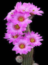 Echinocereus fitchii DJF 1035