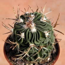 Echinofossulocactus dicharoacanthus