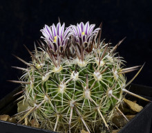 Echinofossulocactus zacatecasensis