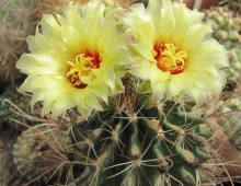 Ferocactus setispinus