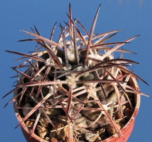 Gymnocalycium pungens