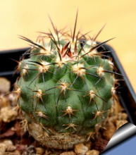 Islaya copiapoides