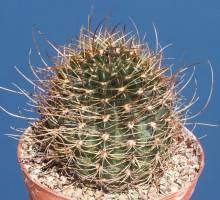 Lobivia echinata