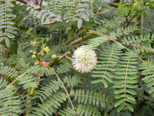 Leucaena leucocephala - Divoká mimóza