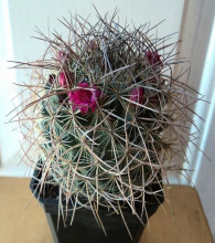 Mammillaria bonavitii