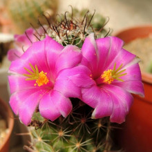 Mammillaria patonii