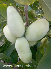 Asimina triloba