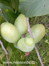 Asimina triloba