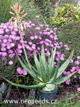 Aloe vera – Aloe pravá