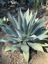 Agave flexispina