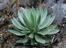 Agave hiemiflora