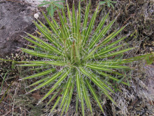 Agave multifilifera